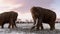 Woolly Mammoths Grazing In Field Animation