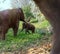 Woolly Mammoths In Meadow