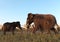 Woolly Mammoths in the Sunset