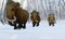 Woolly Mammoths walking through a snowy forest