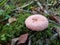 A woolly milkcap or bearded milkcap Lactarius torminosus mushroom in green moss forest