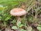 Woolly milkcap closeup