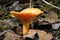 Woolly milkcap mushroom