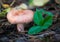 Woolly milkcap mushroom