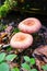 Woolly milkcap mushrooms in the forest