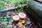 Woolly milkcap mushrooms in the forest