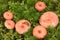 Woolly milkcap mushrooms.Lactarius torminosus.