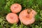 Woolly milkcap mushrooms.Lactarius torminosus.