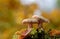 Woolly milkcap mushrooms with yellow autumn background