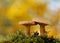 Woolly milkcap mushrooms with yellow autumn background