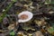 Woolly milkman Lactarius torminosus in the autumn forest. The mushroom is edible. Better suited for canning.