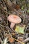 Woolly milkman Lactarius torminosus in the autumn forest. The mushroom is edible. Better suited for canning