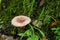 Woolly milkman Lactarius torminosus in the autumn forest. The mushroom is edible. Better suited for canning