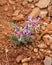 Woolly Milkvetch (Astragulus mollissimus) in Capitol Reef National Park during spring.