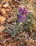 Woolly Milkvetch (Astragulus mollissimus) in Capitol Reef National Park during spring.