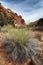 Woolly Milkvetch Blooms Along a Trail in the Capitol Reef National Park.