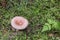Woolly miolkcap, Lactarius torminosus growing among moss