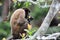 Woolly Monkey