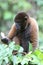 Woolly Monkey in Amazon