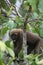 Woolly Monkey in Amazon