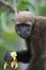 Woolly Monkey in Amazon