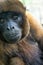 Woolly Monkey Closeup