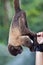 Woolly monkey reaching for tourist bracelet