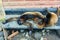 Woolly Monkeys Relaxing On A Bench