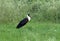 Woolly necked stork