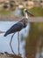 Woolly necked Stork