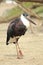 Woolly-necked stork