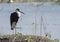 Woolly Necked Stork