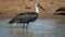 Woolly-necked stork bathing
