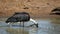 Woolly-necked stork bathing