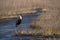 Woolly-necked stork Ciconia episcopus