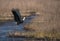 Woolly-necked stork Ciconia episcopus