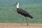Woolly-necked stork Ciconia episcopus