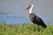 Woolly-necked Stork, (Ciconia episcopus)