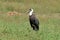 Woolly-necked stork (Ciconia episcopus)