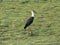 Woolly necked stork, Ciconia episcopus, Kaziranga National Park, Assam