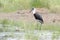 Woolly-necked stork foraging in river.