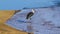 Woolly necked stork in Kruger National park, South Africa