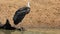 Woolly-necked stork preening