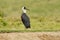 Woolly-necked Stork or White-necked stork Ciconia episcopus, large wading bird in Ciconiidae, in marshes, forests, agricultural