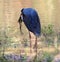 Woolly necked stork or white-necked stork (Ciconia episcopus) Yala national park sri lanka