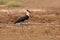 Woolly-necked stork or whitenecked stork, Ciconia episcopus, is a large wading bird in the stork family Ciconiidae. Bird in the na