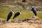 The woolly-necked stork or whitenecked stork Ciconia episcopus,trio standing on the bank of a muddy pond
