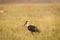 Woolly necked stork or whitenecked stork in natural grassland of forest of central india - Ciconia episcopus