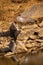 Woolly necked stork or whitenecked stork perched on rock which is submerged in water body at ranthambore national park