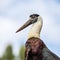 Woolly necked stork in the wild